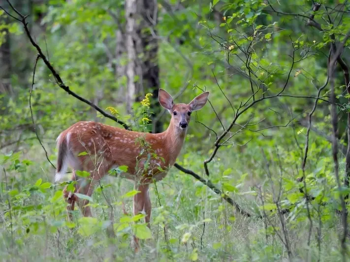 Return of the West Orange Annual Deer Cull- The truth about culls
